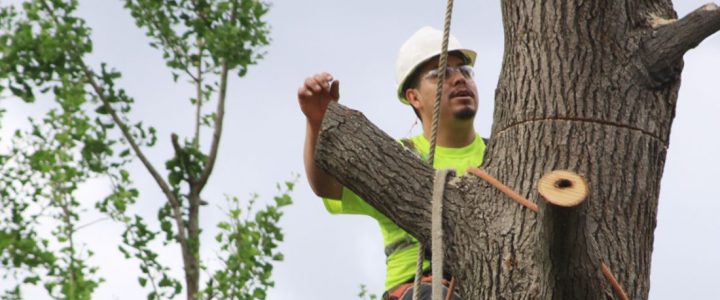 What you need to know before hiring tree service